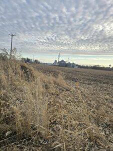Tall dried grasses along the edge of the field at Nuts About Dee’s Berries after fall soil amendments, with farm buildings visible in the distance.