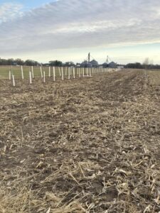 Row of newly planted jujube trees in protective tubes stretching across the field at Nuts About Dee’s Berries in early November 2025.