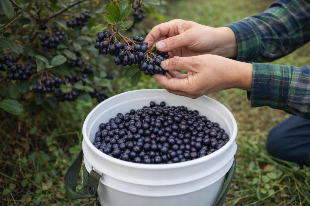 Hand-harvesting ripe aronia berries into a bucket using recommended picking methods