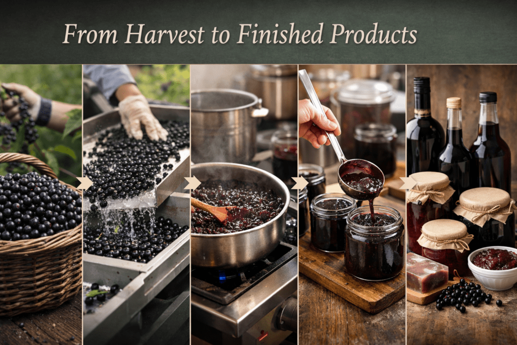 Black currants from harvest through processing into jams, syrups, and bottled products