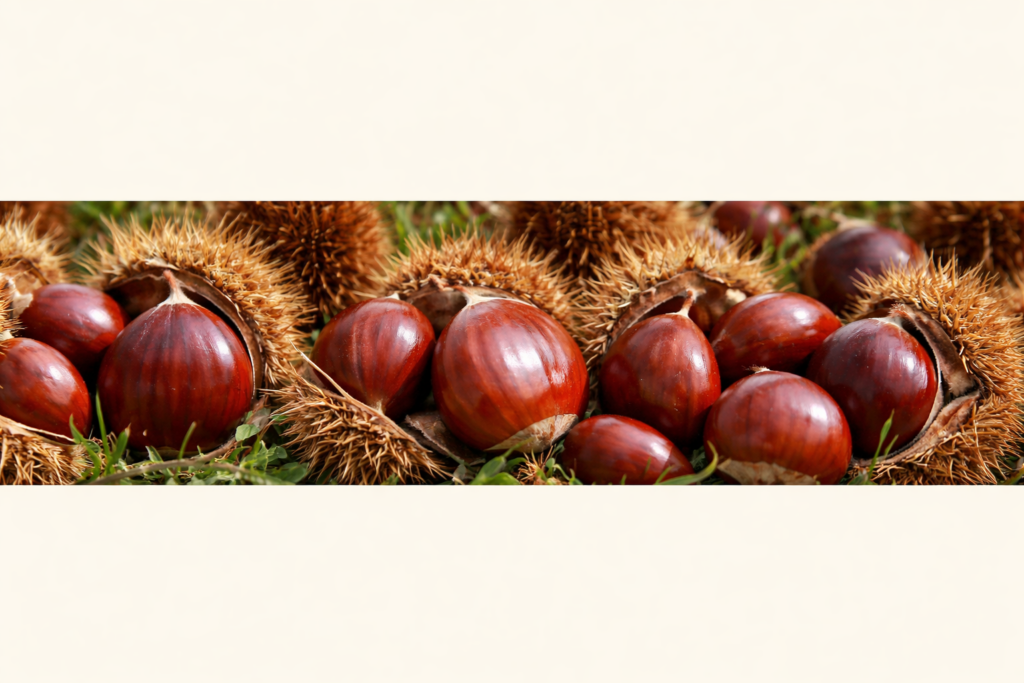 Chestnuts scattered across the orchard floor at Nuts About Dee’s Berries in Brodhead Wisconsin during fall harvest