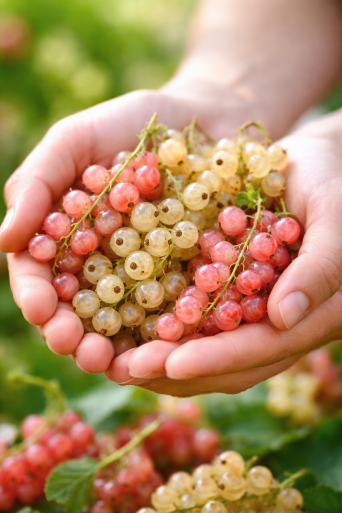 Pink and white currants held fresh in hand, showing their delicate texture and natural color