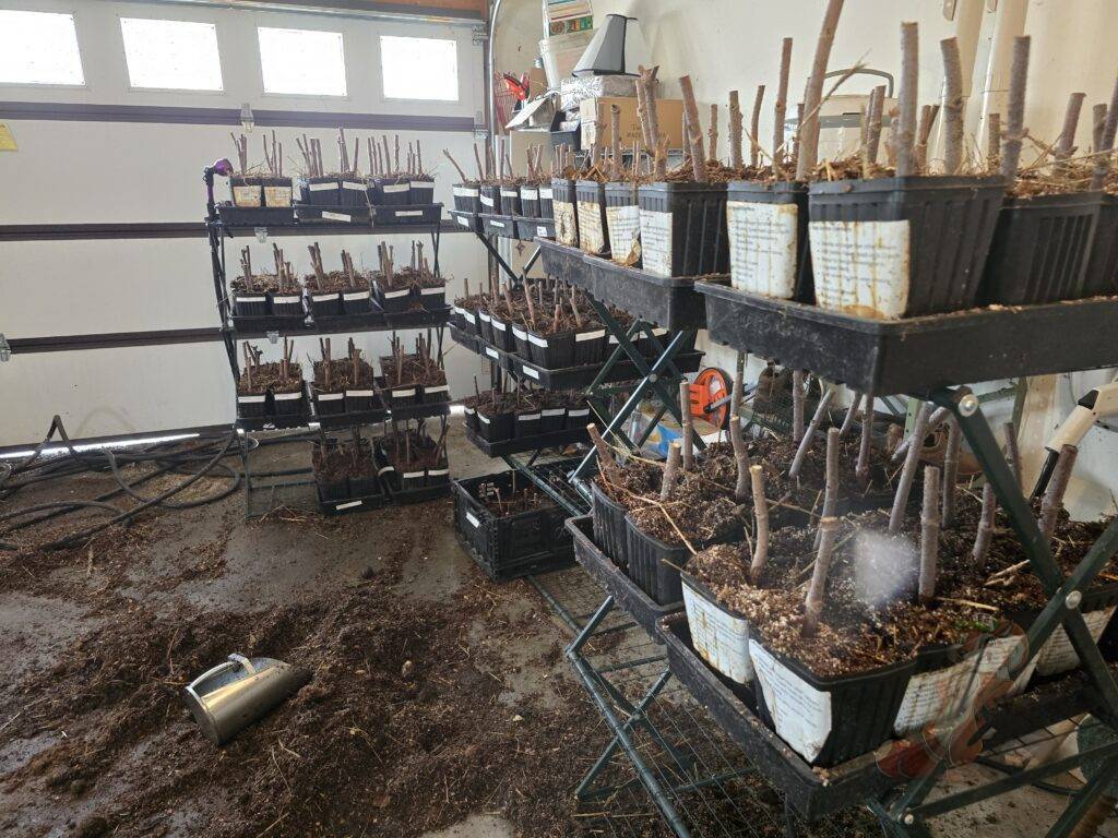 Elderberry and Chestnut Planting Preparation as elderberry cuttings are potted up to grow out before spring planting in Brodhead Wisconsin