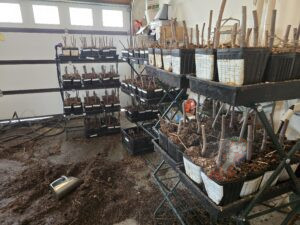 Elderberry and Chestnut Planting Preparation as elderberry cuttings are potted up to grow out before spring planting in Brodhead Wisconsin