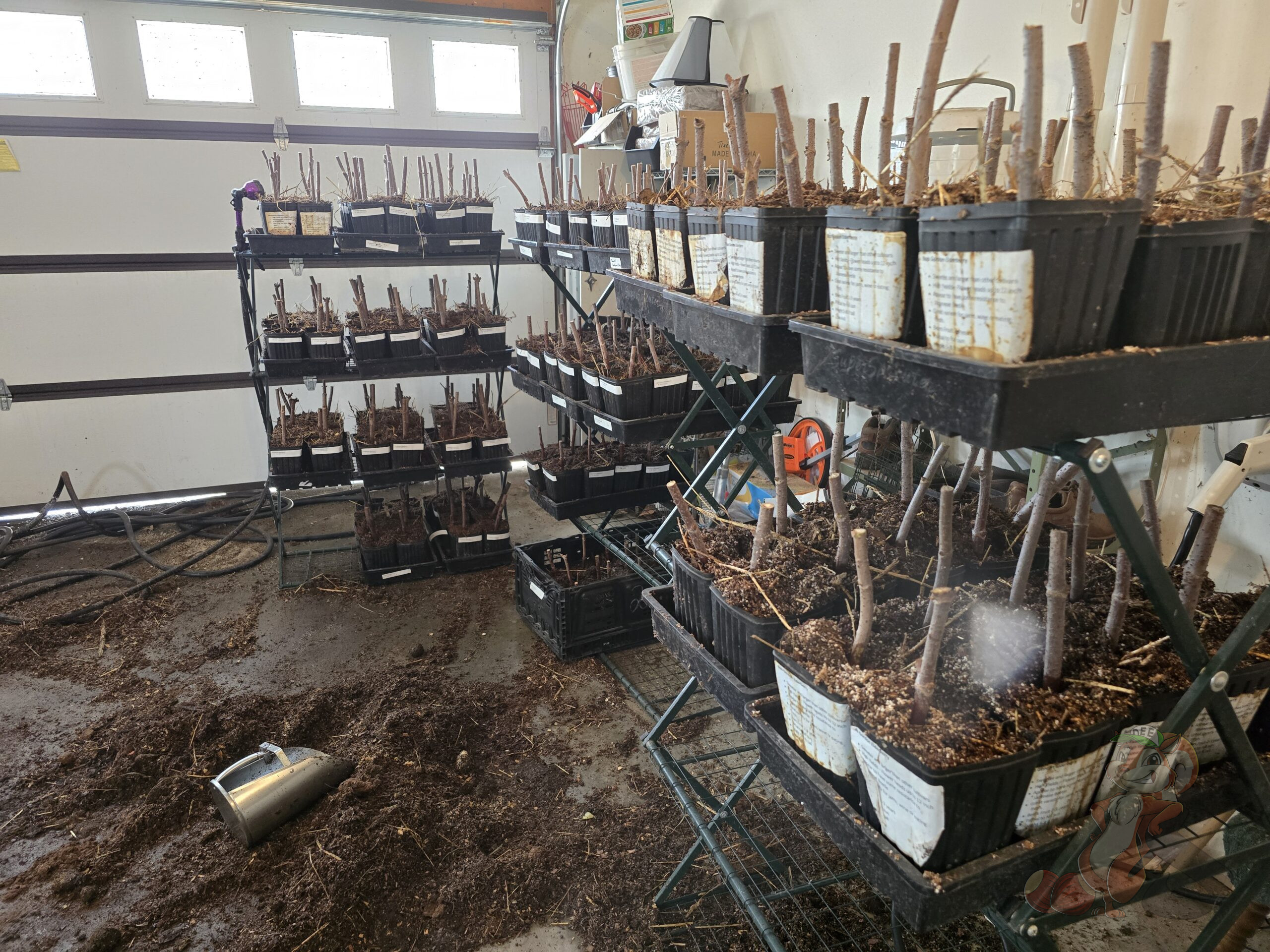 Elderberry and Chestnut Planting Preparation as elderberry cuttings are potted up to grow out before spring planting in Brodhead Wisconsin