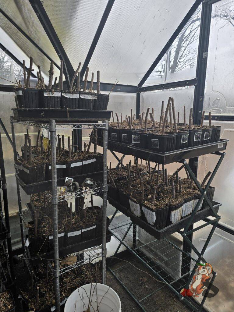 Elderberry and Chestnut Planting Preparation inside a greenhouse as cuttings and seedlings grow out in Green County Wisconsin