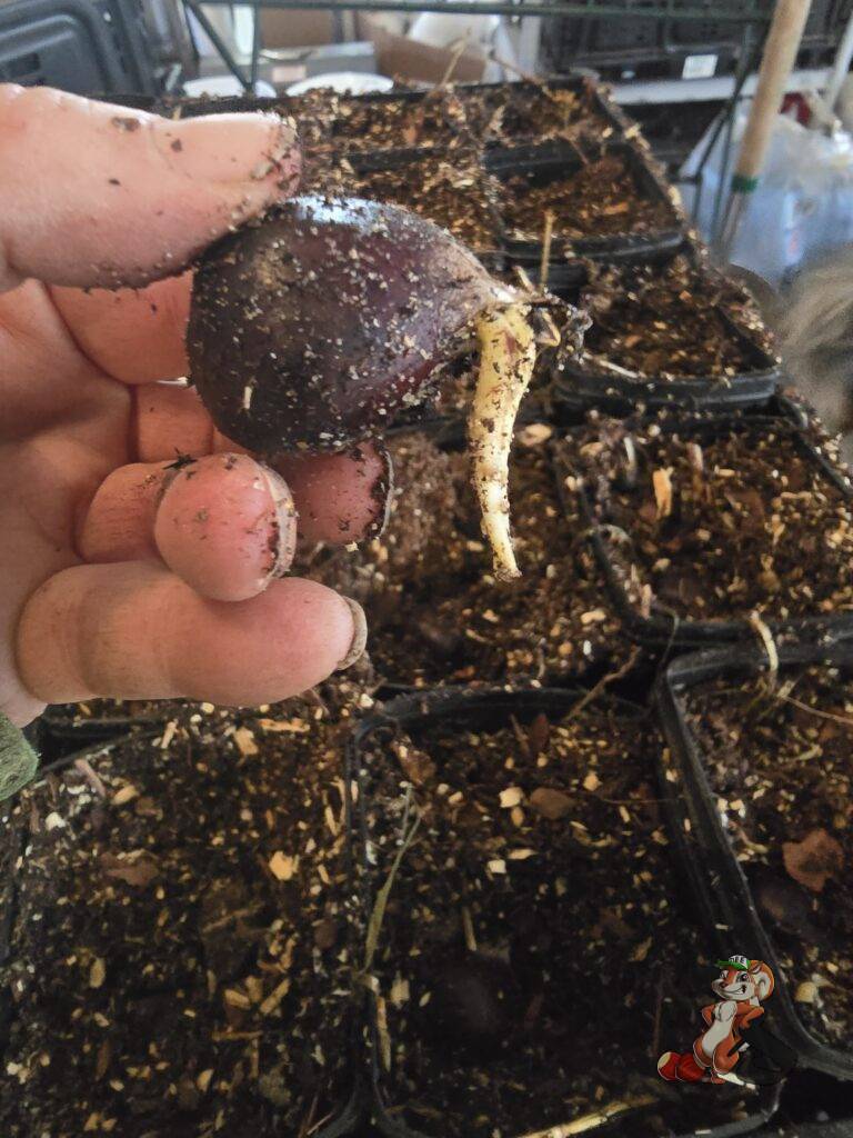Germinating chestnut seed with radicle emerging in Southern WI