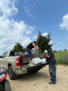 Loading free 2β3 foot bare-root Arborvitae trees for our community tree giveaway at Nuts About Dee's Berries in southern Wisconsin.