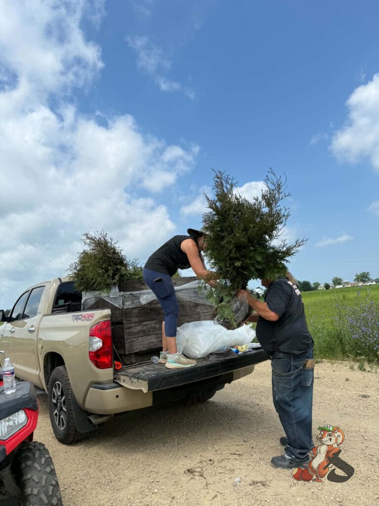 Loading free 2–3 foot bare-root Arborvitae trees for our community tree giveaway at Nuts About Dee's Berries in southern Wisconsin.