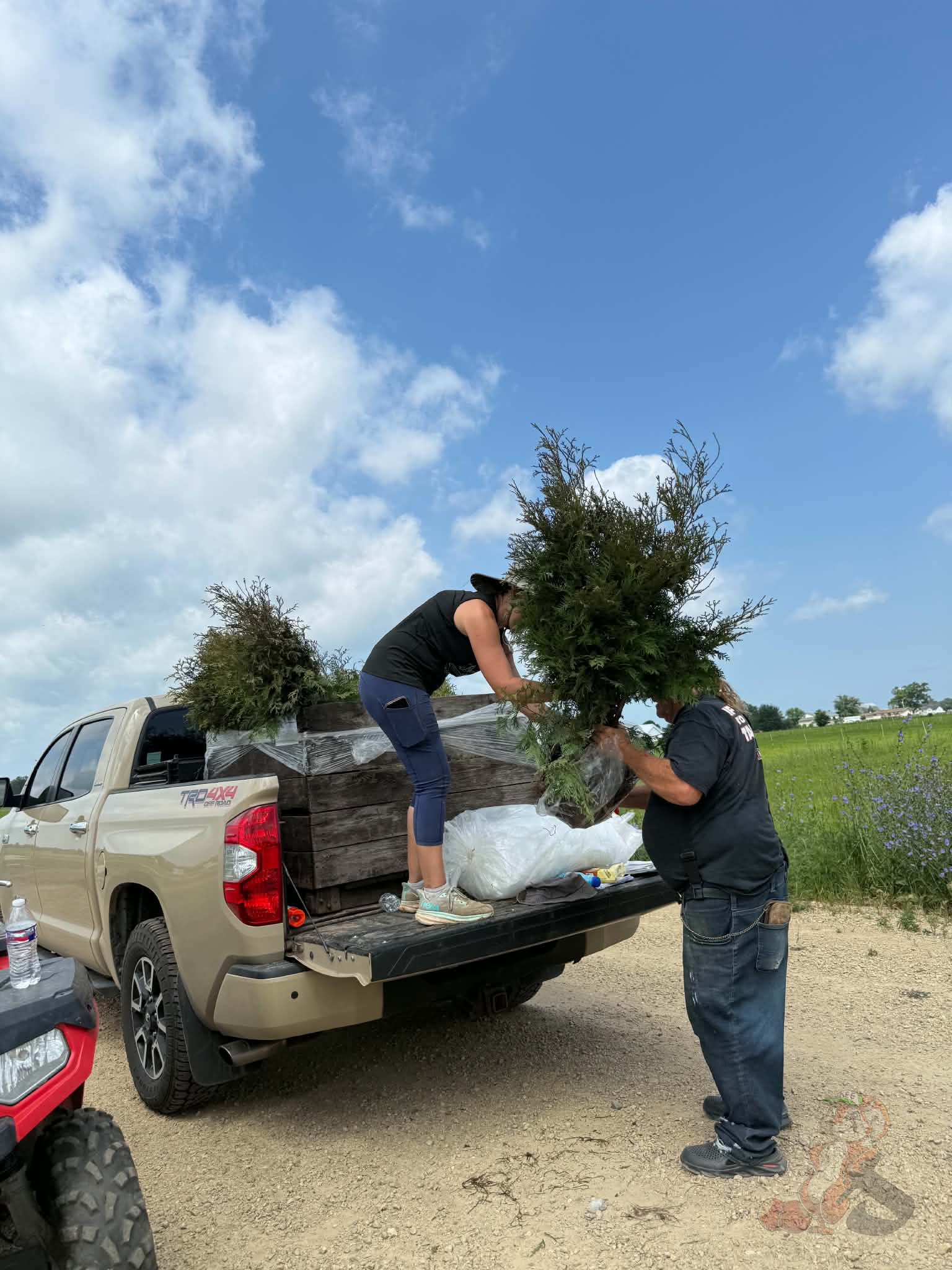 Loading free 2–3 foot bare-root Arborvitae trees for our community tree giveaway at Nuts About Dee's Berries in southern Wisconsin.