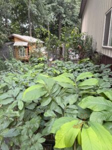 Pawpaw and pear trees waiting to be planted at Nuts About Deeβs Berries Wisconsin food forest.