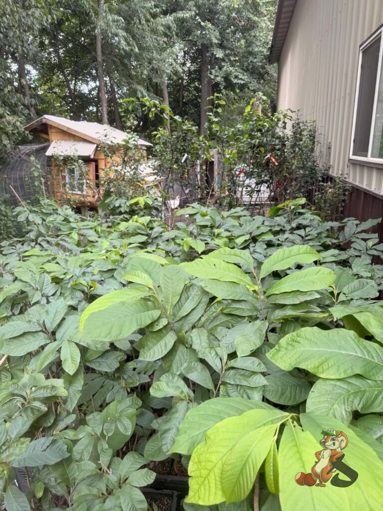 Pawpaw and pear trees waiting to be planted at Nuts About Dee’s Berries Wisconsin food forest.