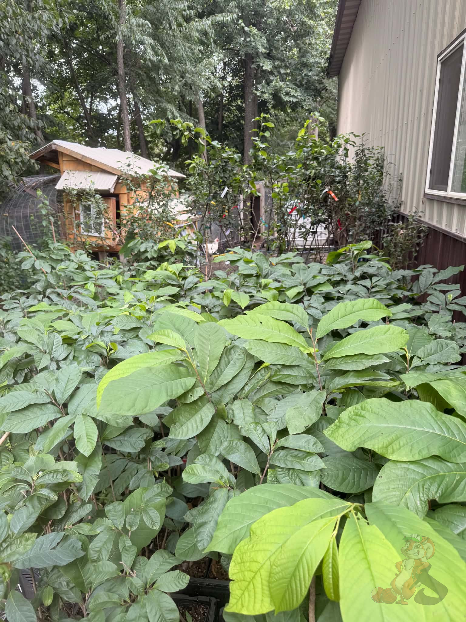 Pawpaw and pear trees waiting to be planted at Nuts About Dee’s Berries Wisconsin food forest.